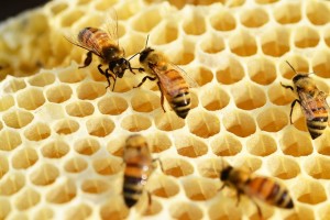 bees-ga3946da35_640