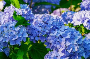 hydrangea-g02eae7056_640